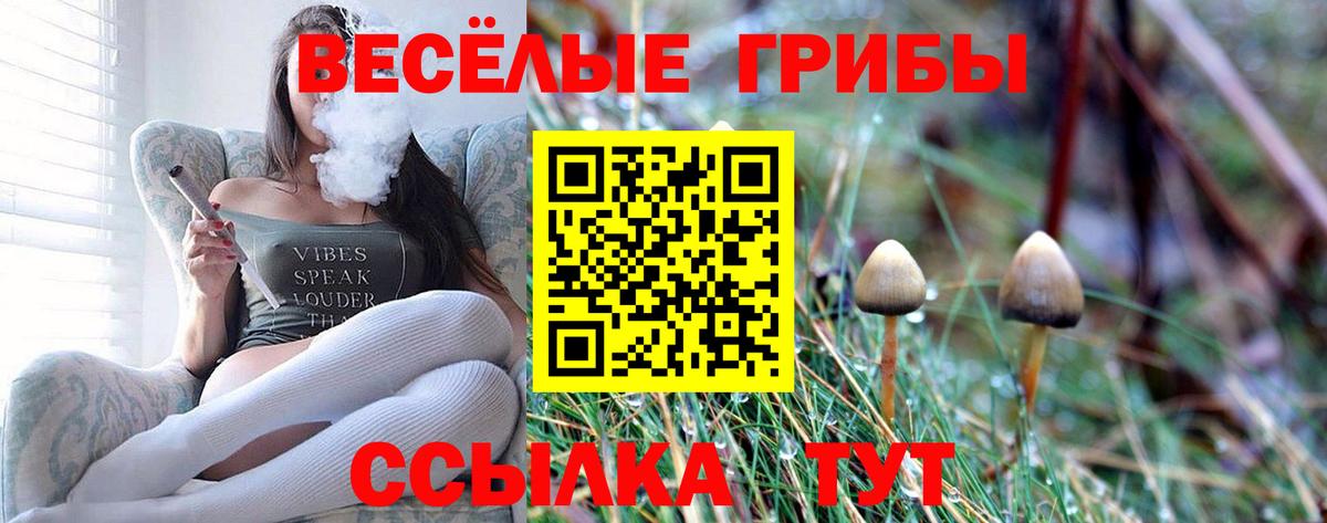 Псилоцибиновые грибы Cubensis Гусиноозёрск